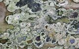 Polished Rainforest Jasper (Rhyolite) Slab - Australia #65354-1